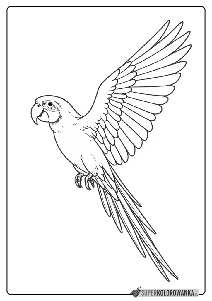 papuga ara kolorowanka do druku